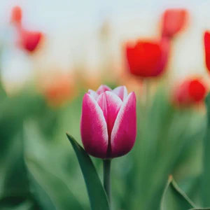 april