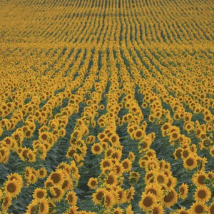 june