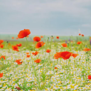 may